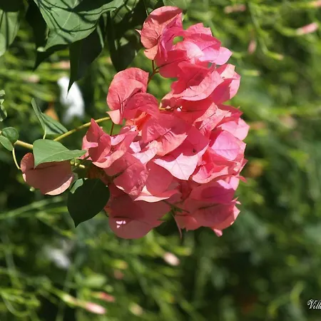 Lägenhetshotell Katerina Páros