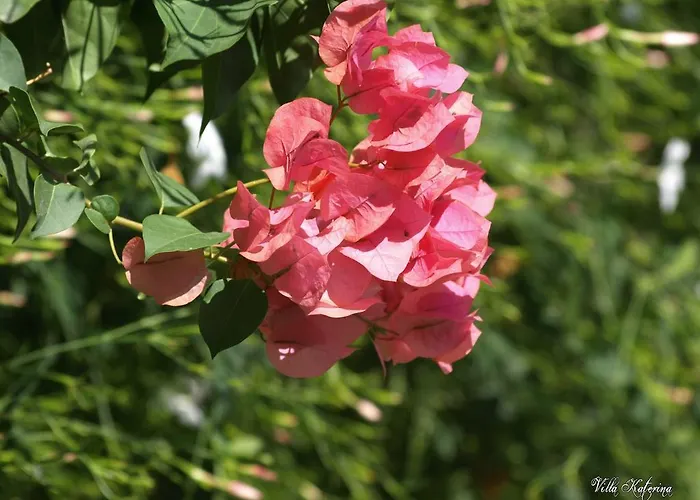 아파트호텔 Katerina Páros